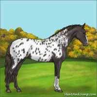 Horse Color:Smoky Blue Roan Near Leopard 