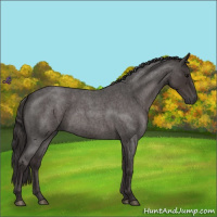 Horse Color:Smoky Blue Roan 