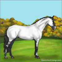 Horse Color:Blue Roan Appaloosa 