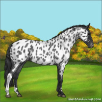 Horse Color:Blue Roan Near Leopard 