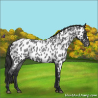 Horse Color:Blue Roan Near Leopard 