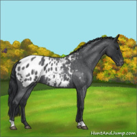 Horse Color:Blue Roan Appaloosa