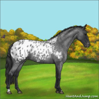 Horse Color:Blue Roan Appaloosa 
