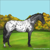 Horse Color:Blue Roan Appaloosa 