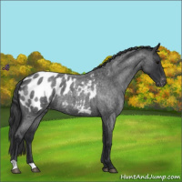 Horse Color:Blue Roan Appaloosa 