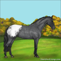 Horse Color:Blue Roan Snowcap 