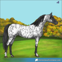 Horse Color:Blue Roan Appaloosa 