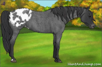 Horse Color:Blue Roan Appaloosa 