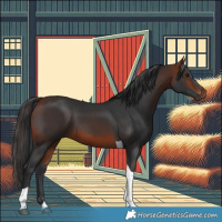 Horse Color:Bay Tobiano