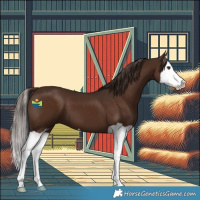 Horse Color:Liver Chestnut Splash 