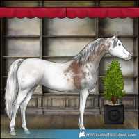 Horse Color:Liver Chestnut Mushroom Sabino Splash