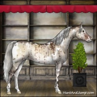 Horse Color:White Spotted Liver Red Dun Onyx Mushroom Rabicano Brindle 