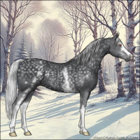 Horse Color:White Spotted Silver Black Chinchilla Rabicano 