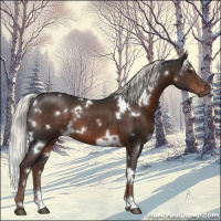 Horse Color:White Spotted Liver Chestnut Mushroom 