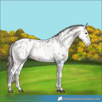 Horse Color:White Spotted Bay Onyx Leopard 