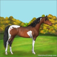 Horse Color:Brown Tobiano Rabicano
