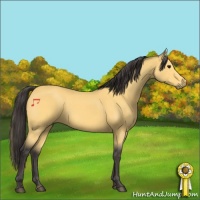 Horse Color:Buckskin 
