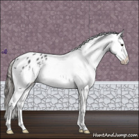 Horse Color:Blue Roan Appaloosa 