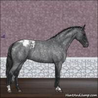 Horse Color:Blue Roan Snowcap 