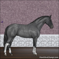 Horse Color:Blue Roan Appaloosa 