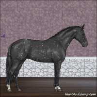Horse Color:Blue Roan Snowflake Varnish
