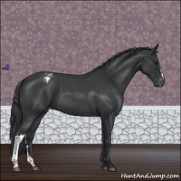 Horse Color:Blue Roan Appaloosa 