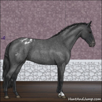 Horse Color:Blue Roan Appaloosa