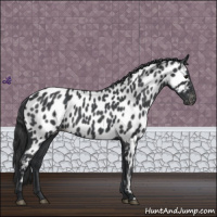 Horse Color:Blue Roan Appaloosa 