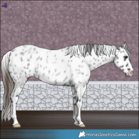 Horse Color:Blue Roan Near Leopard 