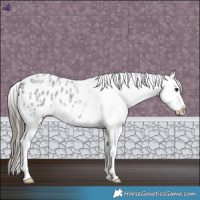 Horse Color:Blue Roan Appaloosa 