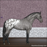 Horse Color:Blue Roan Appaloosa 