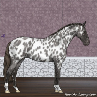 Horse Color:Smoky Blue Roan Near Leopard 