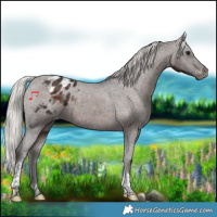 Horse Color:Silver Brown Tobiano Appaloosa 