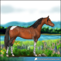 Horse Color:Bay Tobiano 