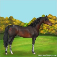 Horse Color:Brown Tobiano Rabicano