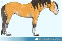 Horse Color:Buckskin Sabino Splash and Buckskin Sabino Splash