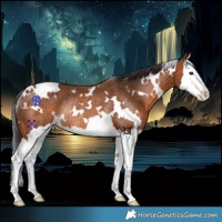 Horse Color:White Spotted Bay Splash Rabicano 
