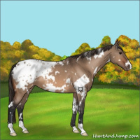 Horse Color:White Spotted Bay Dun Appaloosa 