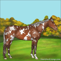 Horse Color:White Spotted Silver Bay Appaloosa 