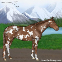 Horse Color:White Spotted Chestnut 