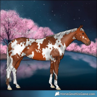 Horse Color:White Spotted Silver Bay 