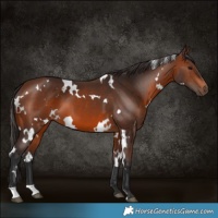 Horse Color:White Spotted Brown 