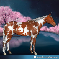 Horse Color:White Spotted Silver Bay 