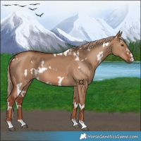 Horse Color:White Spotted Red Dun 