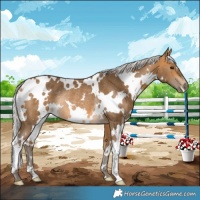 Horse Color:White Spotted Silver Buckskin Rabicano