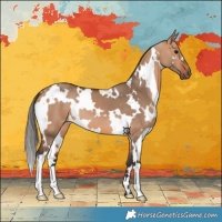 Horse Color:White Spotted Bay Dun 