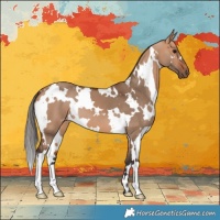 Horse Color:White Spotted Bay Dun