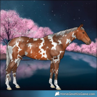 Horse Color:White Spotted Silver Bay 