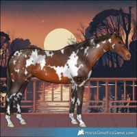 Horse Color:White Spotted Brown Appaloosa 