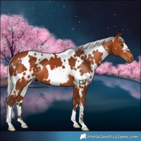 Horse Color:White Spotted Silver Bay 
